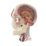 Regiones internas de la cabeza